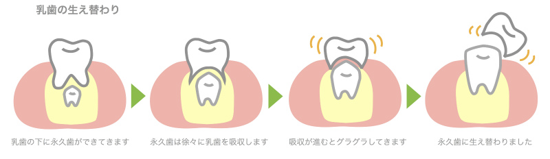 乳歯の生え替わり図